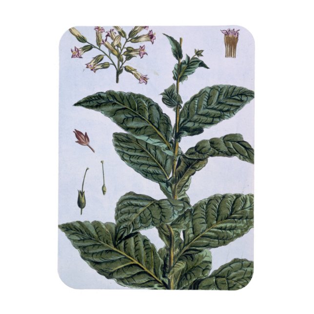 Magnet Flexible Tabac plante, plaque 7, de 'Collection Precieuse (Vertical)