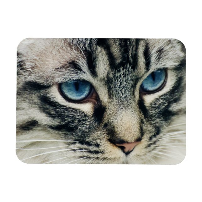 Magnet Flexible Tabby aux yeux bleus face de chat Fermer (Horizontal)