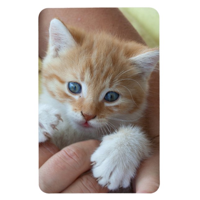 Magnet Flexible Tabby Baby doux (Vertical)