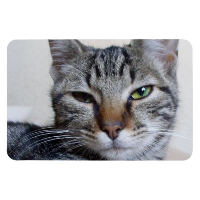 Magnet Flexible Tabby Cat (Horizontal)