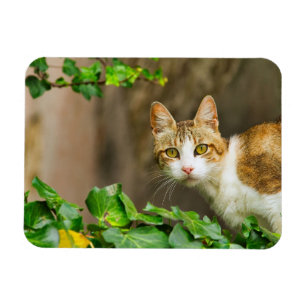 Magnet Flexible Tabby et chat blanc et ivoire