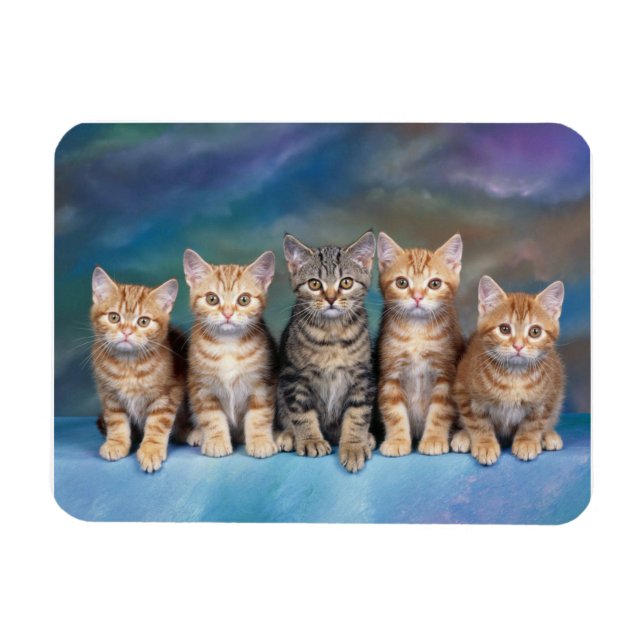 Magnet Flexible Tabby Kittens dans un aimant de rangée (Horizontal)
