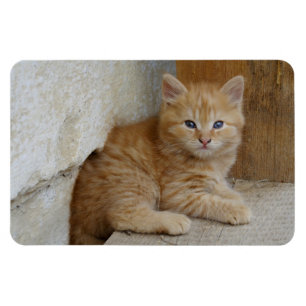Magnet Flexible Tabby Tomcat Kitten