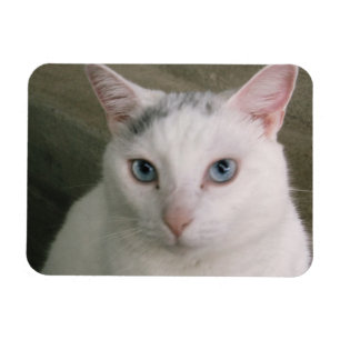 Magnet Flexible Tadpole