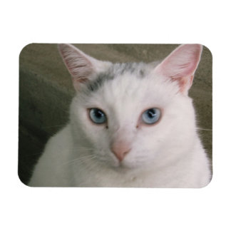 Magnet Flexible Tadpole