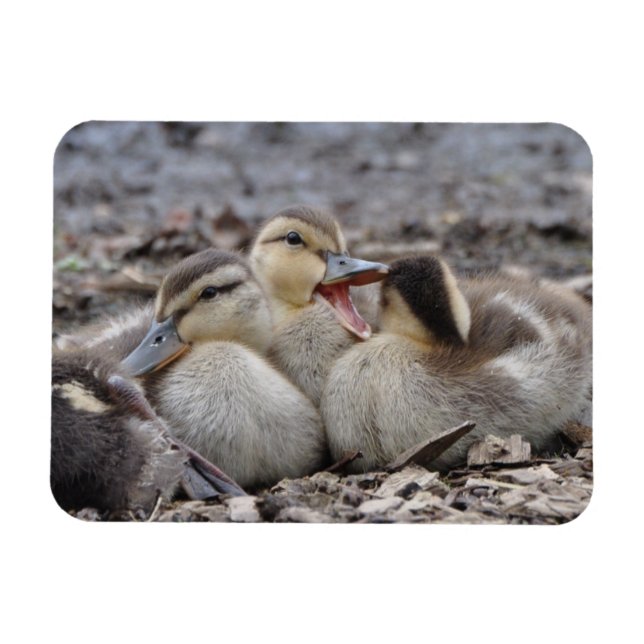 Magnet Flexible Talkative Mallard Ducklings (Horizontal)
