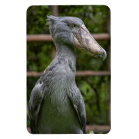 Taupe (Balaeniceps rex)