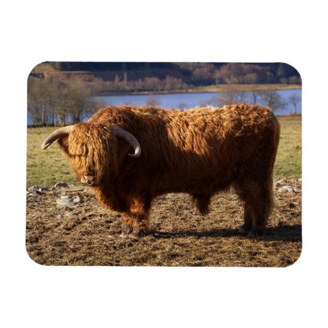 Magnet Flexible Taureau Highland Cattle, Écosse (Horizontal)
