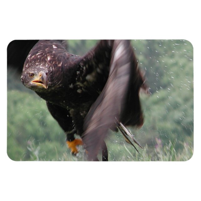 Magnet Flexible Tawny Eagle (Horizontal)