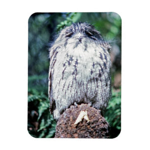 Magnet Flexible Tawny Frogmouth, Tasmanie - Australie