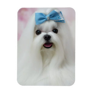 Magnet Flexible Téléchargez la photo de votre chien, votre adorabl