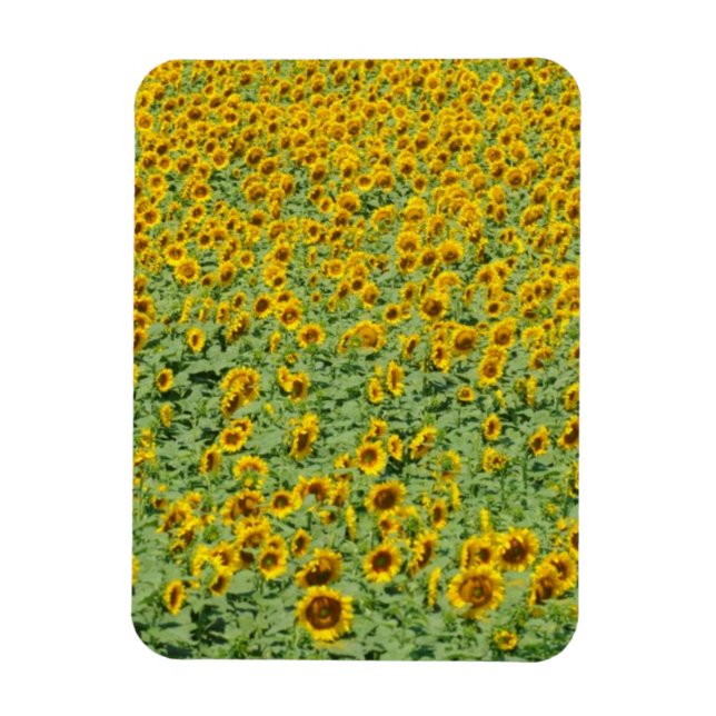 Magnet Flexible Terrain de tournesol jaune (Vertical)