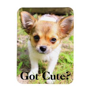 Magnet Flexible T'es mignonne ? Chiot
