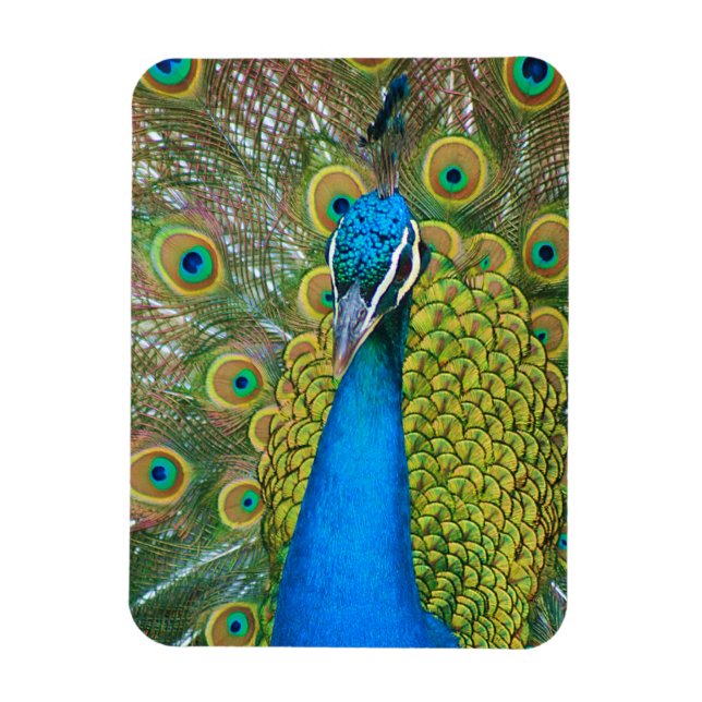 Magnet Flexible Tête bleue Peacock avec et des plumes de queue col (Vertical)