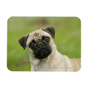 Magnet Flexible Tête de carlin coincée regardant l'appareil photo