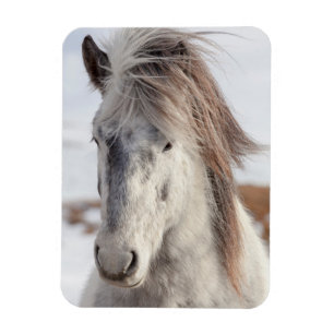 Magnet Flexible Tête de cheval islandais blanc