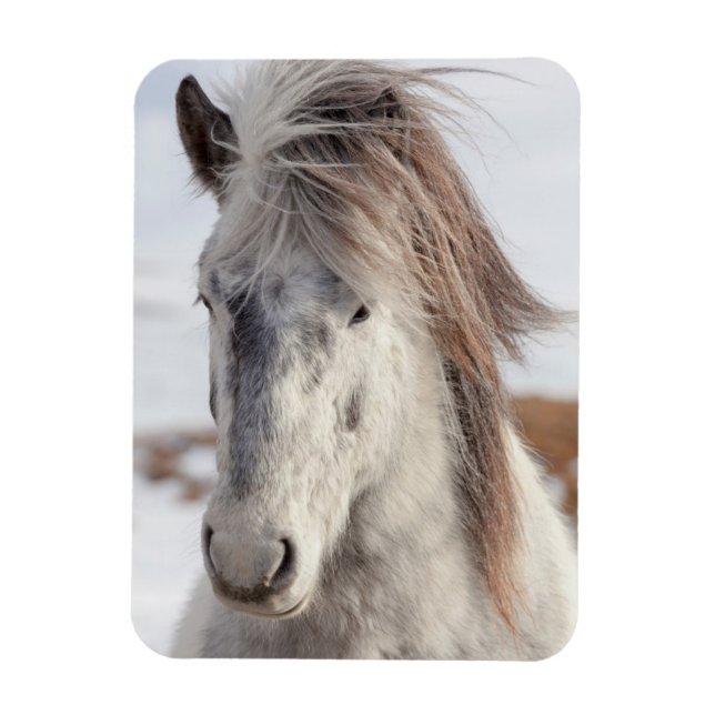 Magnet Flexible Tête de cheval islandais blanc (Vertical)