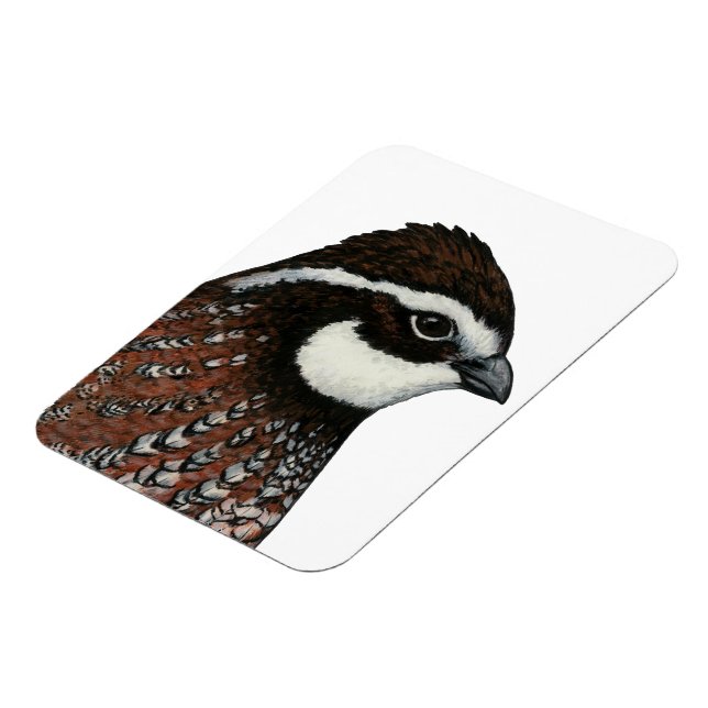 Magnet Flexible Tête de colin de Virginie (Côté Gauche)