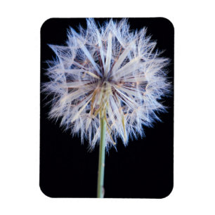 Magnet Flexible Tête de graine de pissenlit (Taraxacum Officinale)