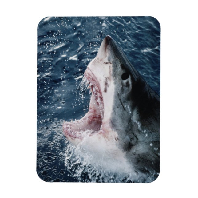 Magnet Flexible Tête de grand requin blanc (Vertical)