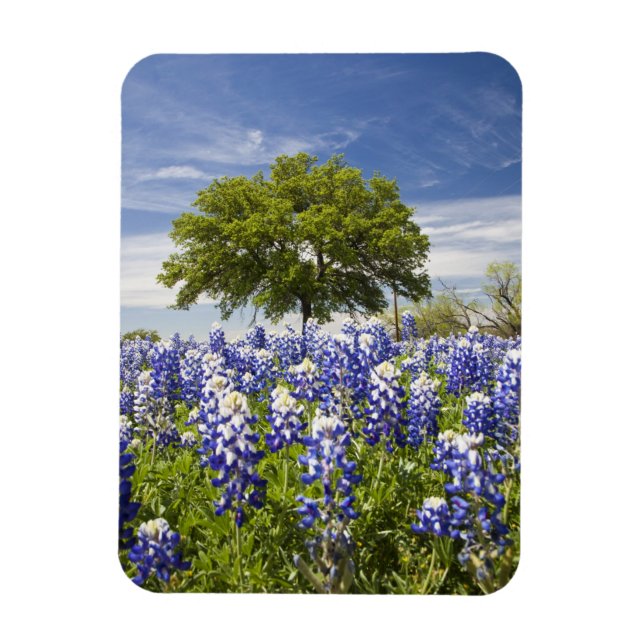 Magnet Flexible Texas bleuets(lupinus texensis) et chêne (Vertical)