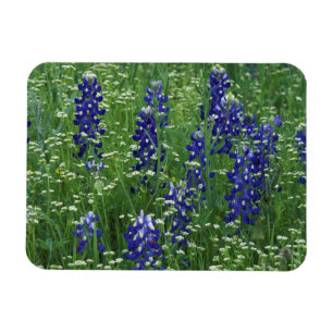 Magnet Flexible Texas, lac Buchanan. Bleuet du Texas et sauvage