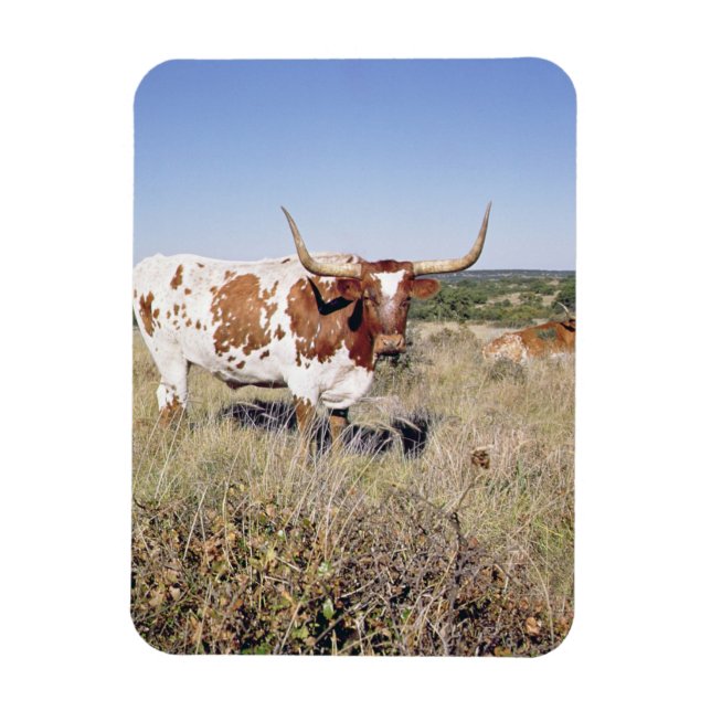 Magnet Flexible Texas Longhorn Breed (photo) (Vertical)