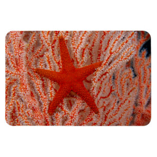Magnet Flexible Thaïlande, étoile de mer