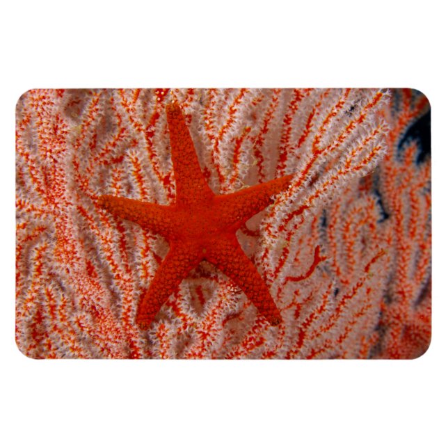 Magnet Flexible Thaïlande, étoile de mer (Horizontal)