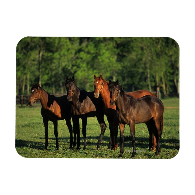 Magnet Flexible Thoroughbred (Horizontal)
