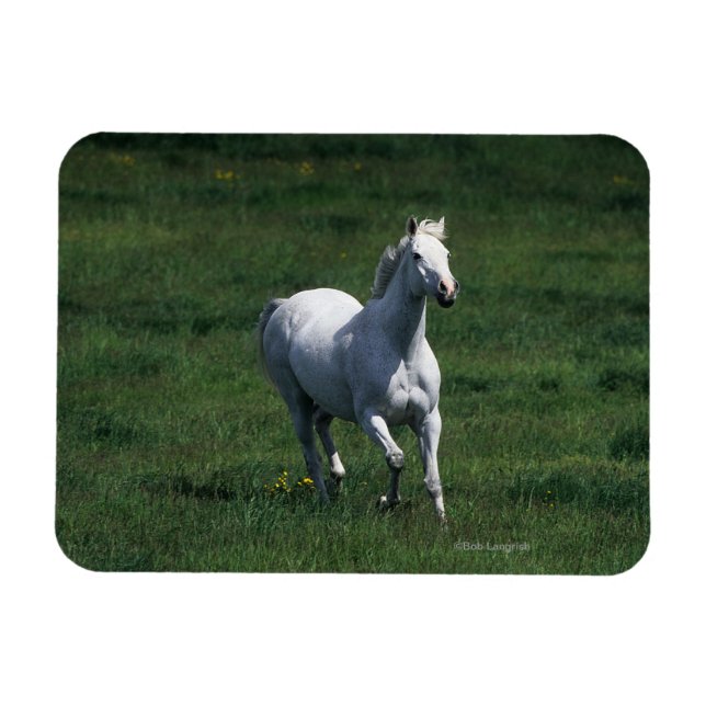 Magnet Flexible Thoroughbred Mare (Horizontal)