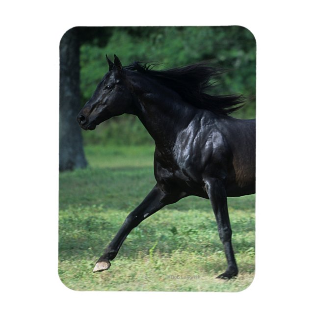 Magnet Flexible Thoroughbred Running (Vertical)
