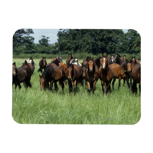 Magnet Flexible Thoroughbred Youngsters (Horizontal)