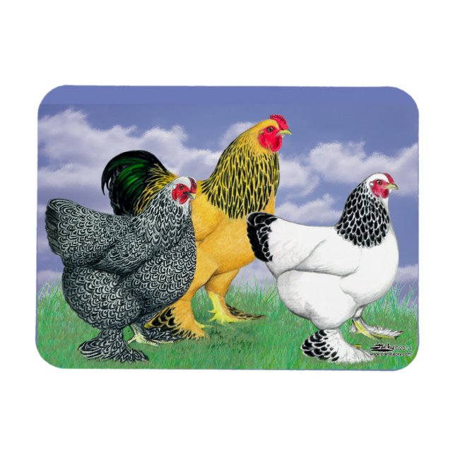 Magnet Flexible Three Brahmas (Horizontal)