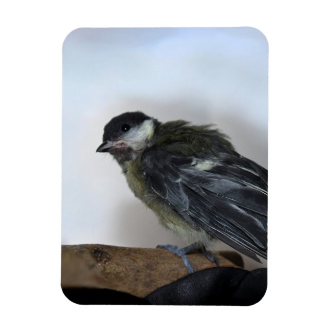 Magnet Flexible Tidi my Bird le Parus Major (Vertical)