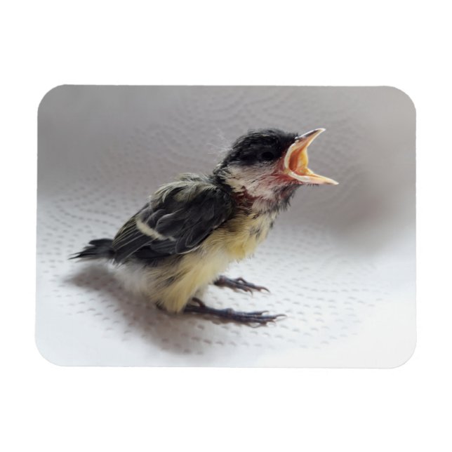 Magnet Flexible Tidi my Bird le Parus Major (Horizontal)