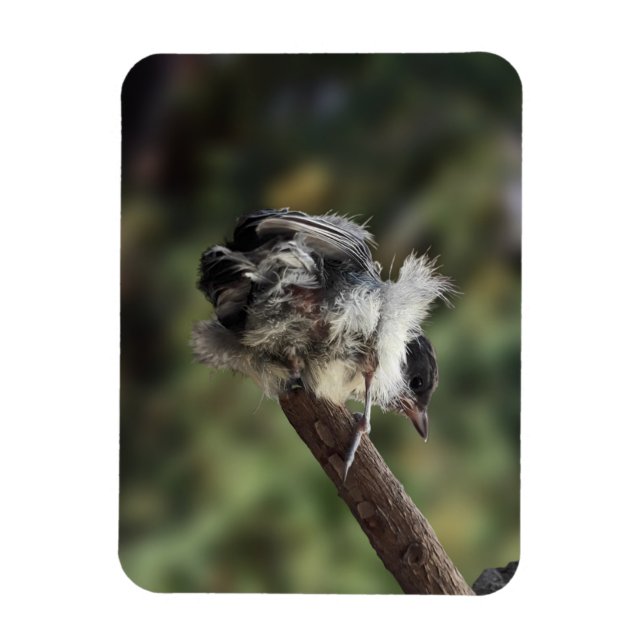 Magnet Flexible Tidi my Bird le Parus Major (Vertical)