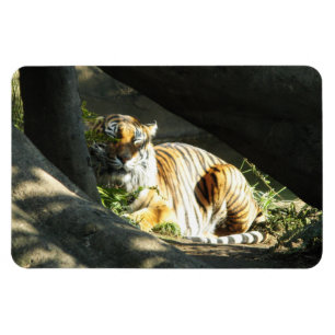 Magnet Flexible Tiger Catnap
