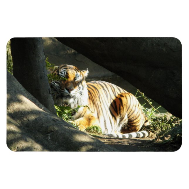 Magnet Flexible Tiger Catnap (Horizontal)