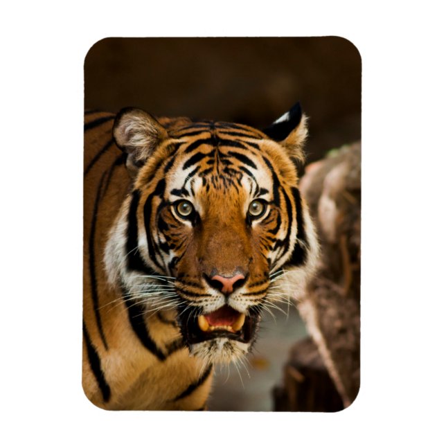 Magnet Flexible Tigre (Vertical)