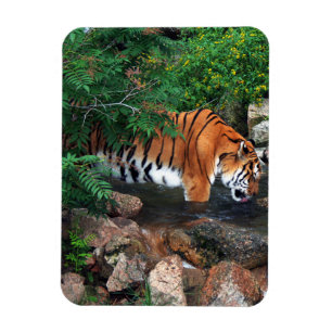 Magnet Flexible Tigre à la chute