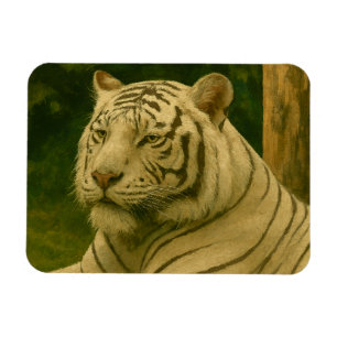 Magnet Flexible Tigre blanc reposant dans l'ombre des bois