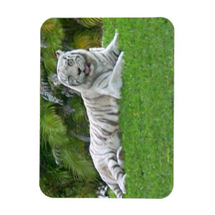 Magnet Flexible Tigre Blanc se Reposant dans une Prairie Verte Lum