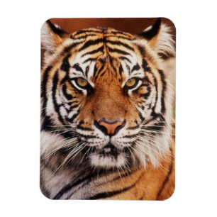 Magnet Flexible Tigre de Sumatra
