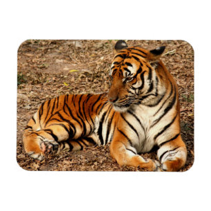 Magnet Flexible Tigre de Sumatran 2