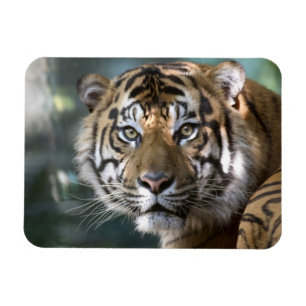 Magnet Flexible Tigre de Sumatran (Panthera tigris sumatrae)