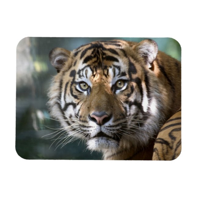 Magnet Flexible Tigre de Sumatran (Panthera tigris sumatrae) (Horizontal)