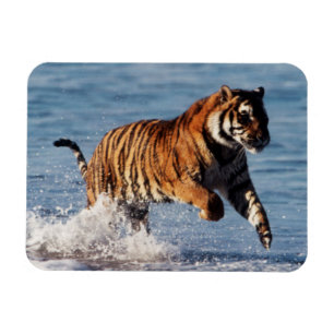 Magnet Flexible Tigre du Bengale (Panthera Tigris)