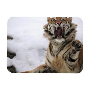 Magnet Flexible Tigre sibérien (altaica du Tigre de Panthera)