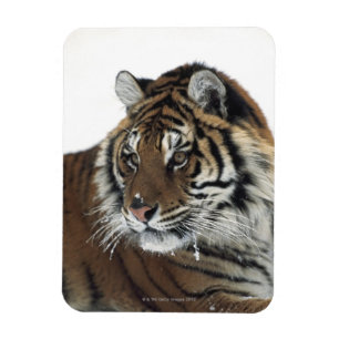 Magnet Flexible Tigre sibérien (Panthera Tigre Altaica)